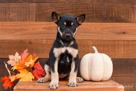 Recently Adopted Puppies | Lifeline Puppy Rescue ...