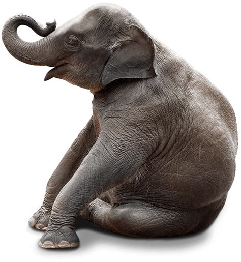 Baby Elephant Png Hd You Can See The Formats On Fords