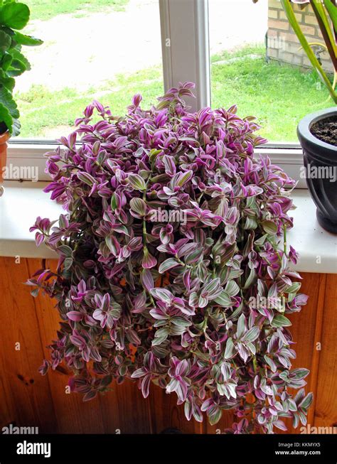 Plant With Lot Of Green And Purple Striped Leaves On Window Sill Stock