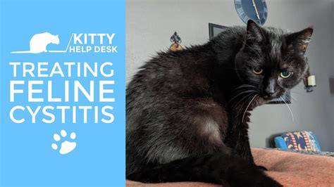 Treating Cystitis In Cats The Behavioral Link YouTube