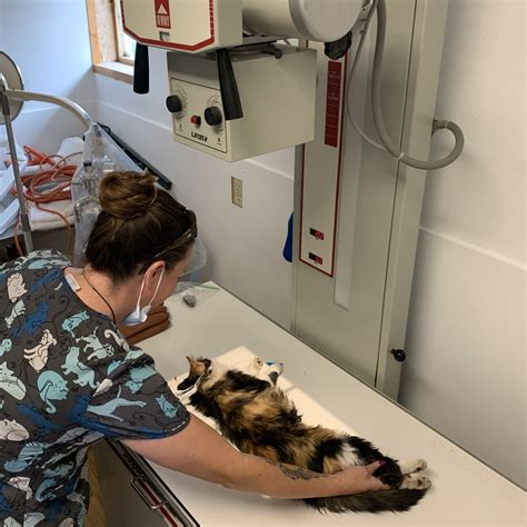 Veterinary Services - Second Chance Humane Society