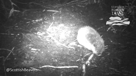 new beaver kit captured on film at knapdale scottish beaver trial youtube