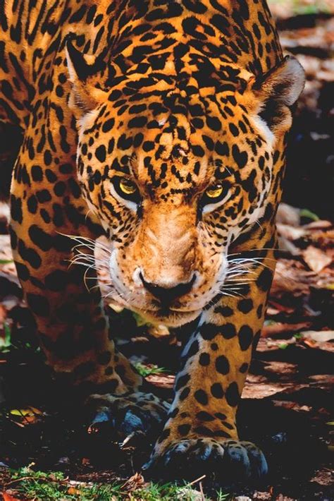 Angry Jaguar Jaguar Animal Animals Wild Animals