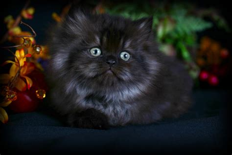 Black Smoke Persian Kittenultra Rare Persian Kittens For