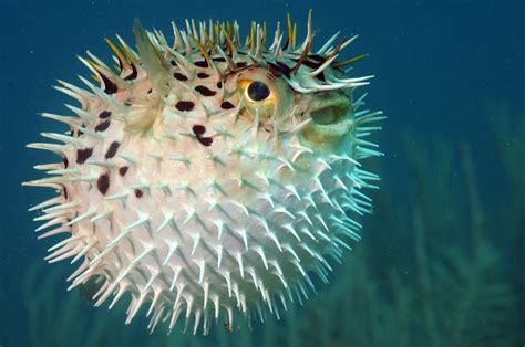 Blowfish Fish Animal Encyclopedia