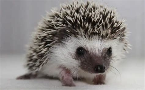 African Pygmy Hedgehog Care The Ultimate Guide Unusual Pets Guide
