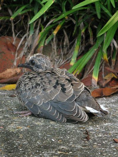We did not find results for: photo of a baby dove | Baby Mourning Dove | Mourning dove ...