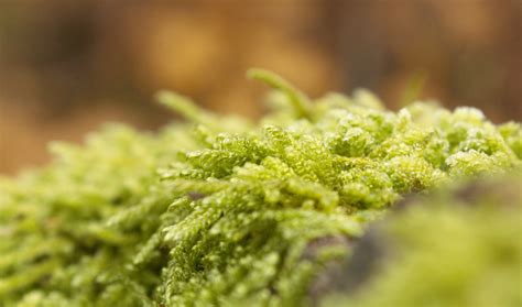 图片素材 树 性质 草 科 厂 叶 苔藓 绿色 生产 泥 植物学 植物群 特写 灌木 宏观摄影 开花植物
