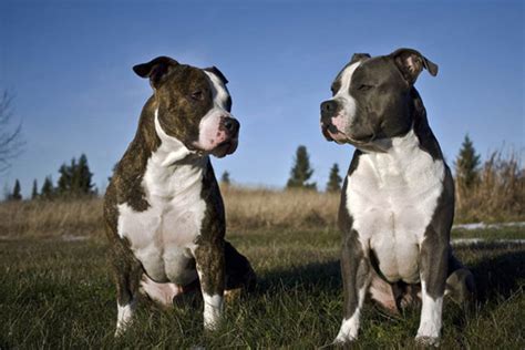 Five American Dogs Banned in Other Countries | HubPages