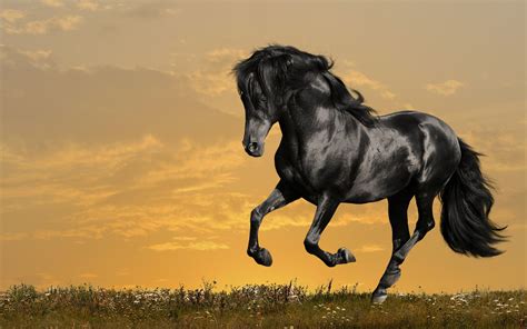 Beautiful Horse Wallpaper 66 Images