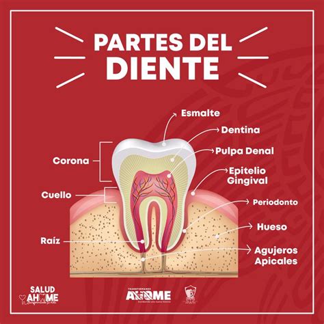 Partes Del Diente Odontología Partes Del Diente Odontologo