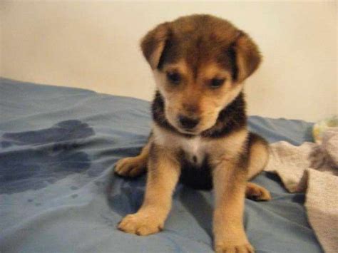2 black female pups very rare very adorable and energetic very good temperament comes vet checked and vaccine records 9 weeks old. Chocolate Lab Husky Mix Puppies For Sale | PETSIDI