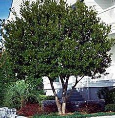 In winter, look for a blush of pink. shade trees for small yards | ... trees evergreen myrtle ...