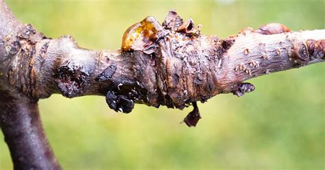 Plants and flowers 14.1 describe a plant grown in your country. Bacterial Canker - Treatment And Control | Love The Garden