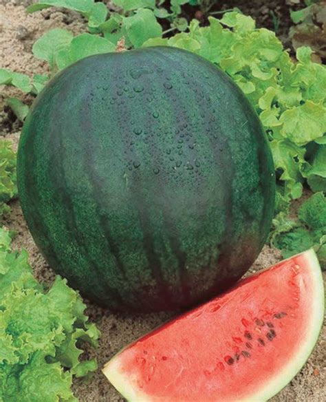Watermelon Sugar Baby 75 Days Uncle Jims Worm Farm