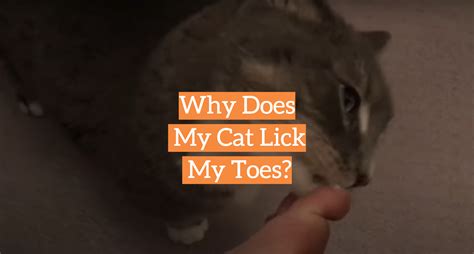 Why Does My Cat Lick My Toes KittenWiki