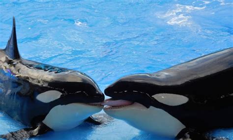 Why Killer Whales In Captivity Should Be Set Free Soapboxie