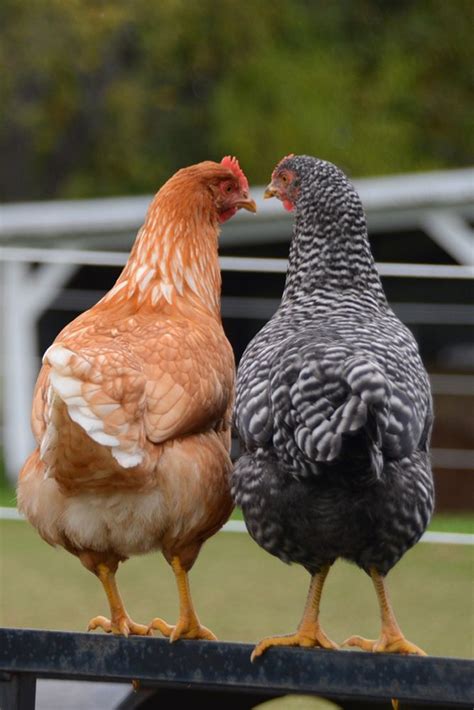 Two Chickens Are Standing Next To Each Other