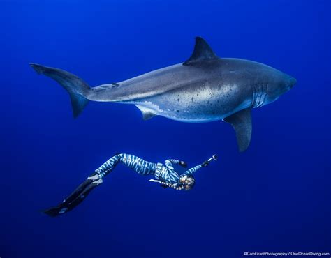 ocean ramsey swims with enormous great white shark in hawaii