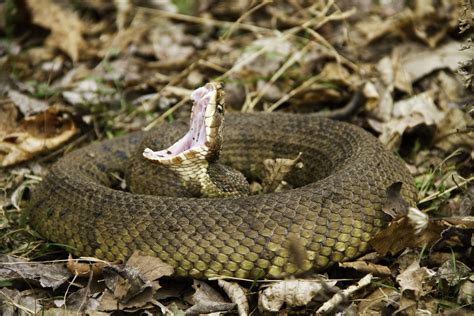 Venomous Snakes To Begin Famous Migration Across Southern Illinois
