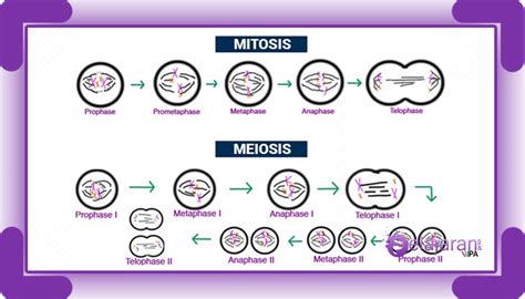 Pembelahan Sel Amitosis Mitosis Meiosis Dan Tahap Pembelahan Sel Dengan Penjelasan Terlengkap
