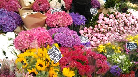 Menakjubkan 27 Gambar Bunga Berwarna Warni Gambar Bunga Hd