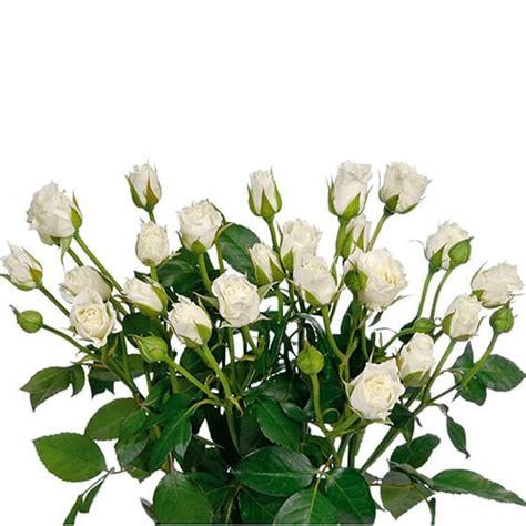 Premium Spray Roses Portland Wholesale Florist Wholesale Wedding And