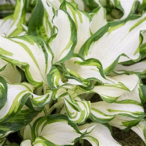 Hosta White Feather Live Plant Perennial Starter Root Bulb Etsy