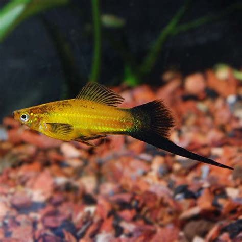 Marigold Wag Swordtail Group Tropical Fish For Freshwater Aquariums