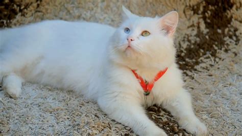 Free Photo White Cat Cat Coat Face Free Download Jooinn