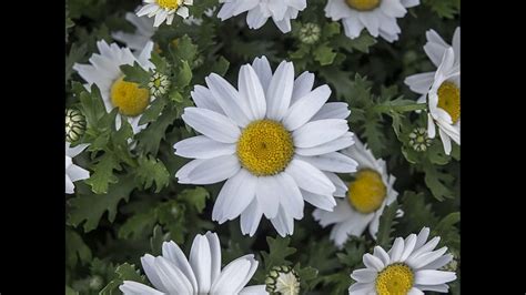 Check spelling or type a new query. Beautiful Daisy Flower Royalty Free Images - YouTube