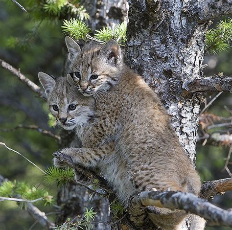 Baby Bobcats Up A Tree Together Looking Serious These