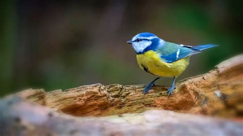 Blue And Yellow Bird In Cage Birds Titmouse Hd Wallpaper Wallpaper