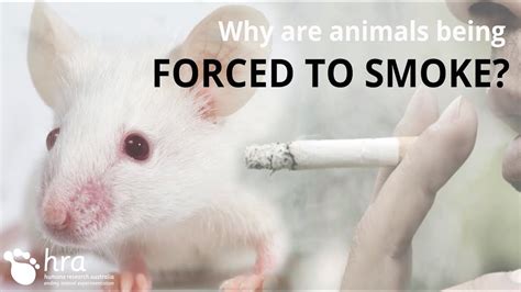Why Are Animals Being Forced To Smoke Youtube
