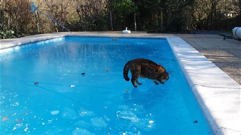 Léo Bengal Cat Playing Ball On Ice Swimming Pool Youtube