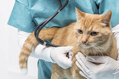 Advanced vetcare's specialist surgeons perform orthopaedic, soft tissue, cancer and neurosurgery to help return your pet to being the happy and. Kernersville Veterinary Hospital - Hopkins Road Animal ...