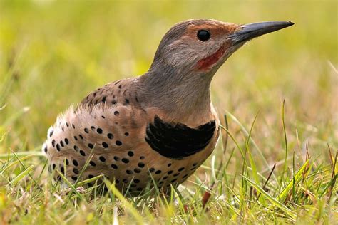 12 Types Of North American Woodpeckers Gallery And Identification
