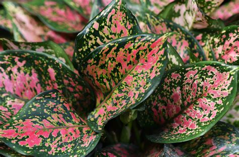 Unusual Houseplants To Add Life To Your Home This Fall