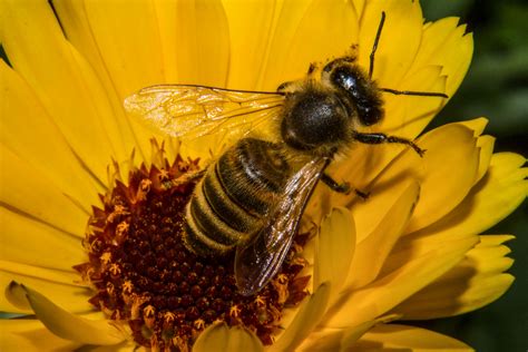 European Honey Bee Apis Mellifera Foto And Bild Fotos Flower Nature Bilder Auf Fotocommunity
