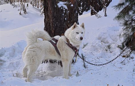 Wallpaper Dog White Forest Husky Dog Snow Husky Friend Siberian
