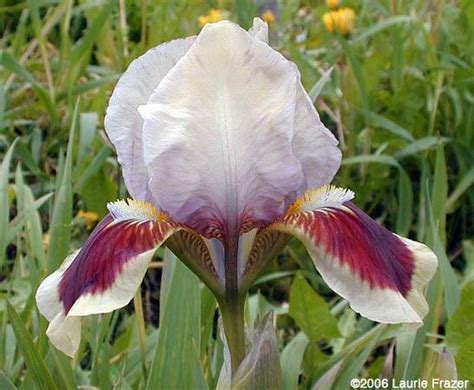 Plantfiles Pictures Standard Dwarf Bearded Iris Red Heart Iris By