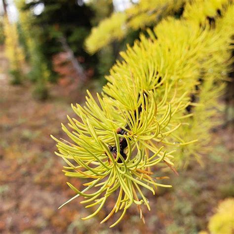 Golden Larches On Mount Frosty Manning Park