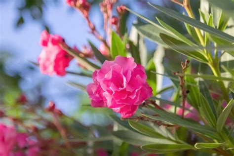 Ultimate Guide To Oleander Flower Nerium Meaning Petal Republic