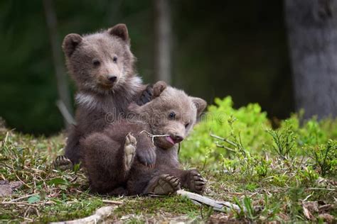 Wild Brown Bear Cub Closeup Stock Photo Image Of Grizzly Carnivore