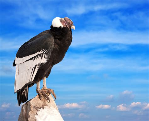 This Condor Is HUGE! Compare Its Size To A Human.