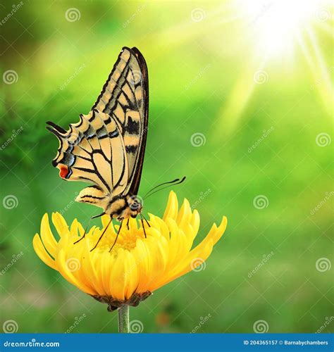 Beautiful Yellow And Black Butterfly Stock Image Image Of Burst