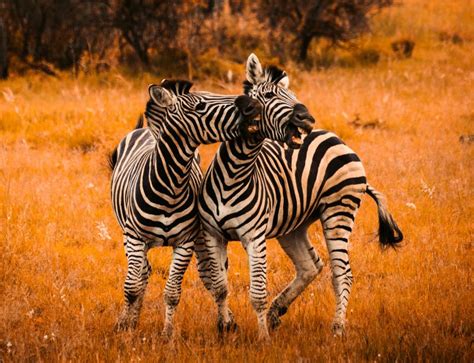 20 pola flanel hewan gratis teman kreasi binatang flanel hewan pola kain perca. Kumpulan Berbagai Gambar Kuda Zebra
