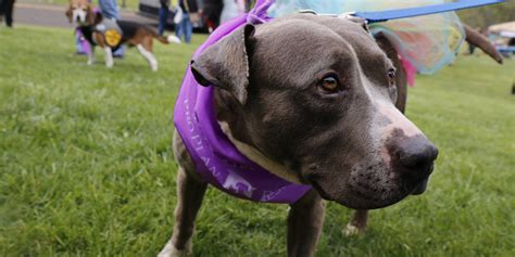 Young friends adoption center pledge. dog rescue & dog adoption group | Wet Nose Rescue ...