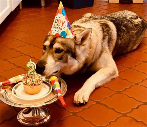 W celu świadczenia usług na najwyższym poziomie stosujemy pliki cookies. Governor Cuomo Wishes First Dog Captain a Happy Second ...