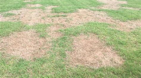 Dry Patch In Your Lawn The Causes The Cure And How To Prevent It